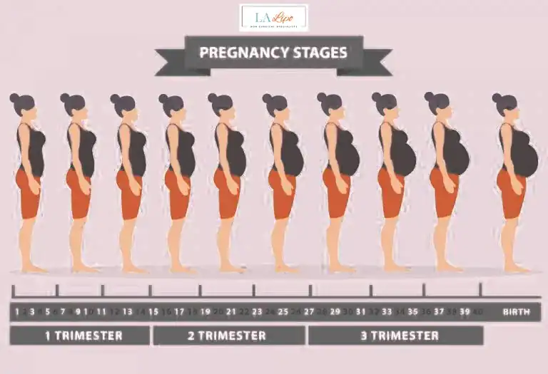 First Trimester (Weeks 1–12): Early Changes You Might Not Notice Warminster